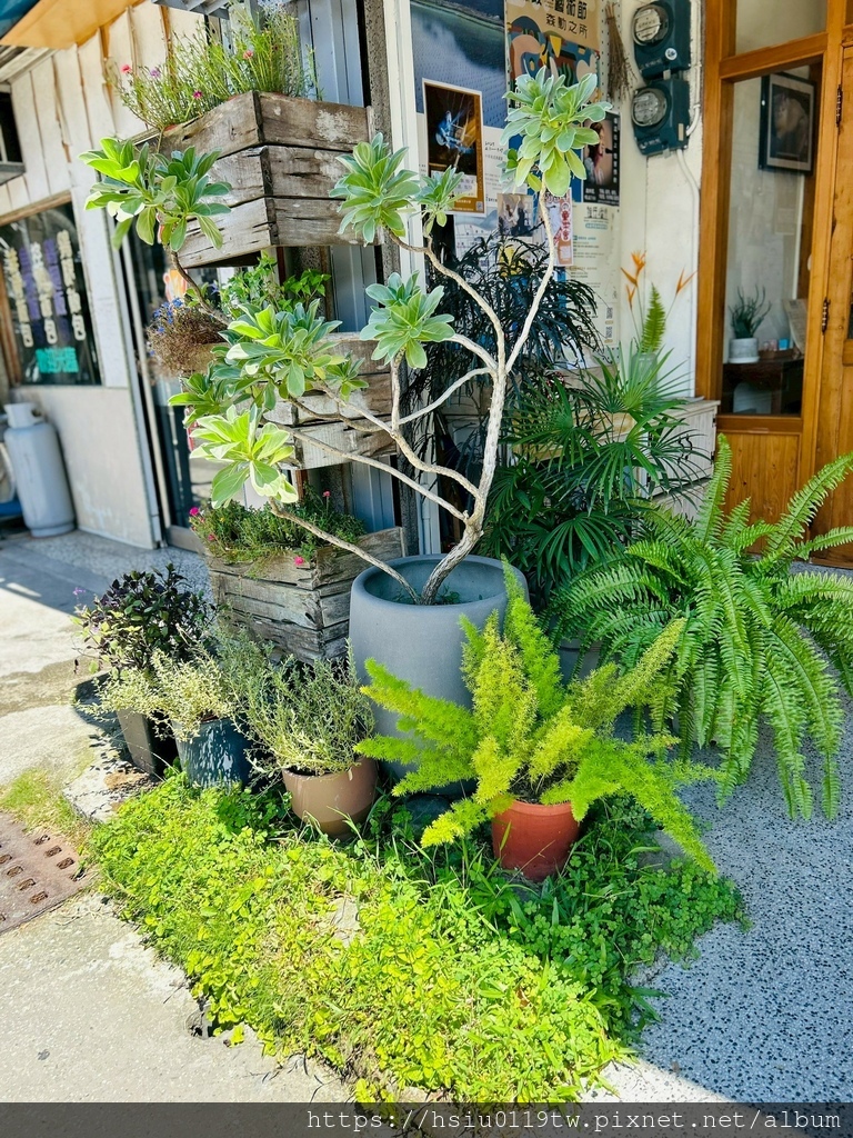 池上踏青尋青春