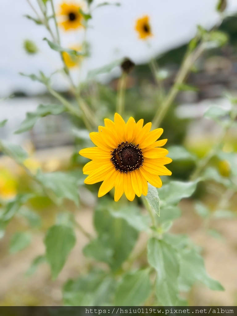 LINE_ALBUM_20251011男木島女木島_251027_6.jpg LINE_ALBUM_20251011男木島女木島_251027_6.jpg