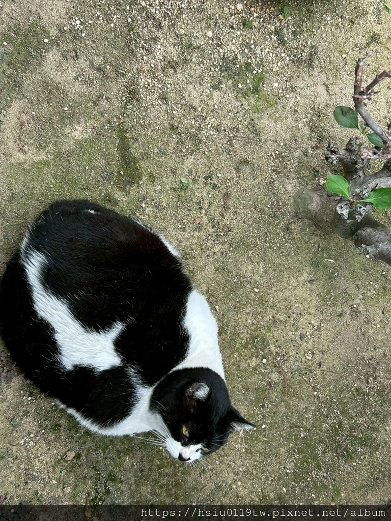 LINE_ALBUM_20251011男木島女木島_251027_9.jpg LINE_ALBUM_20251011男木島女木島_251027_9.jpg