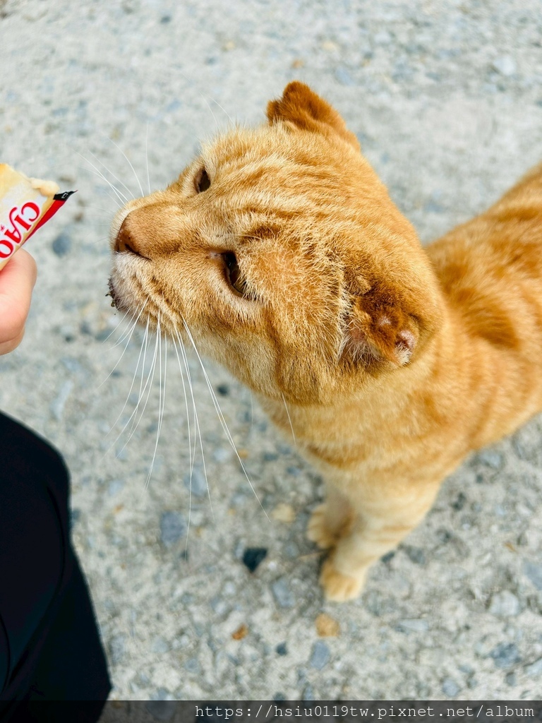 LINE_ALBUM_20251011男木島女木島_251027_13.jpg LINE_ALBUM_20251011男木島女木島_251027_13.jpg