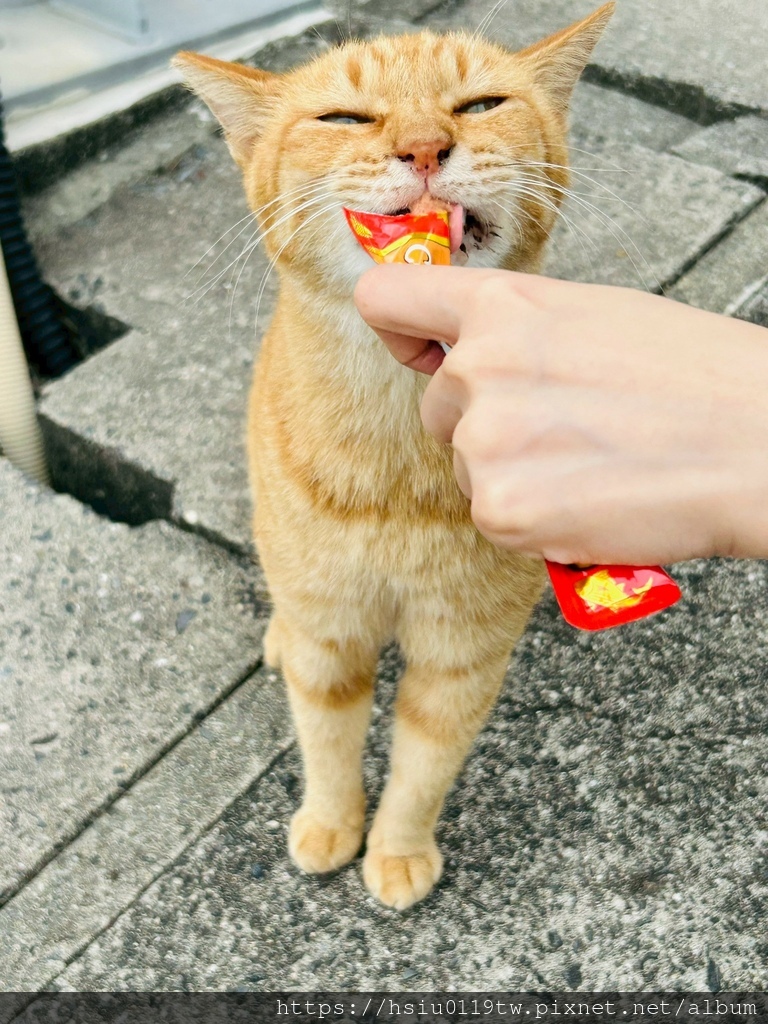 LINE_ALBUM_20251011男木島女木島_251027_27.jpg LINE_ALBUM_20251011男木島女木島_251027_27.jpg