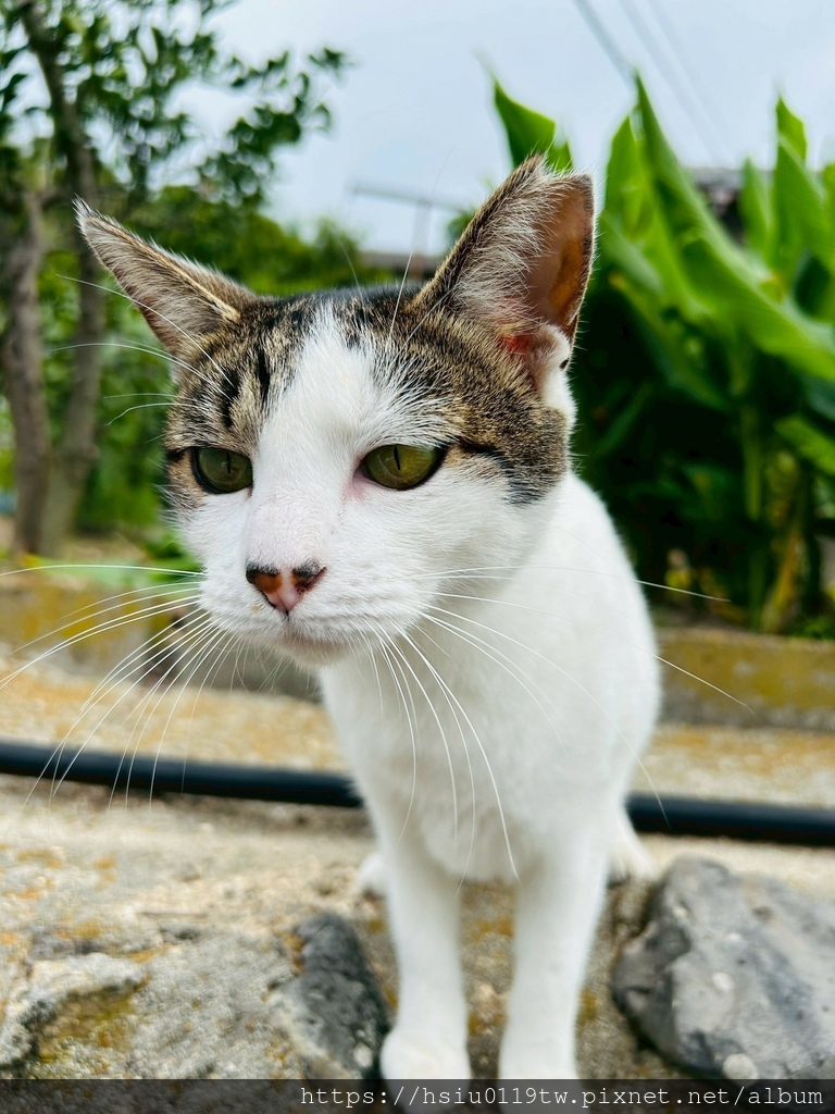 LINE_ALBUM_20251011男木島女木島_251027_31.jpg LINE_ALBUM_20251011男木島女木島_251027_31.jpg