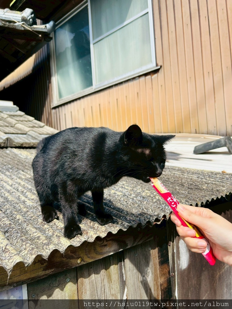 LINE_ALBUM_20251011男木島女木島_251027_85.jpg LINE_ALBUM_20251011男木島女木島_251027_85.jpg