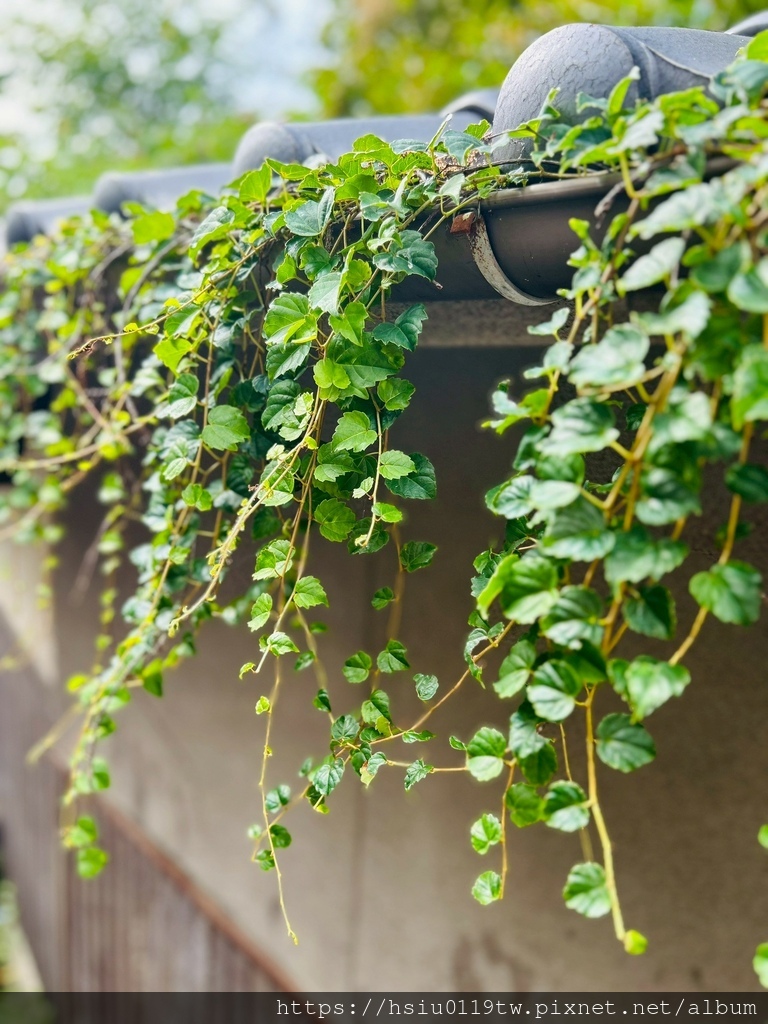 LINE_ALBUM_20251011男木島女木島_251027_89.jpg LINE_ALBUM_20251011男木島女木島_251027_89.jpg