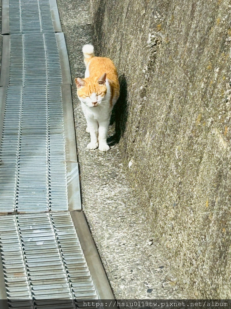 LINE_ALBUM_20251011男木島女木島_251027_112.jpg LINE_ALBUM_20251011男木島女木島_251027_112.jpg