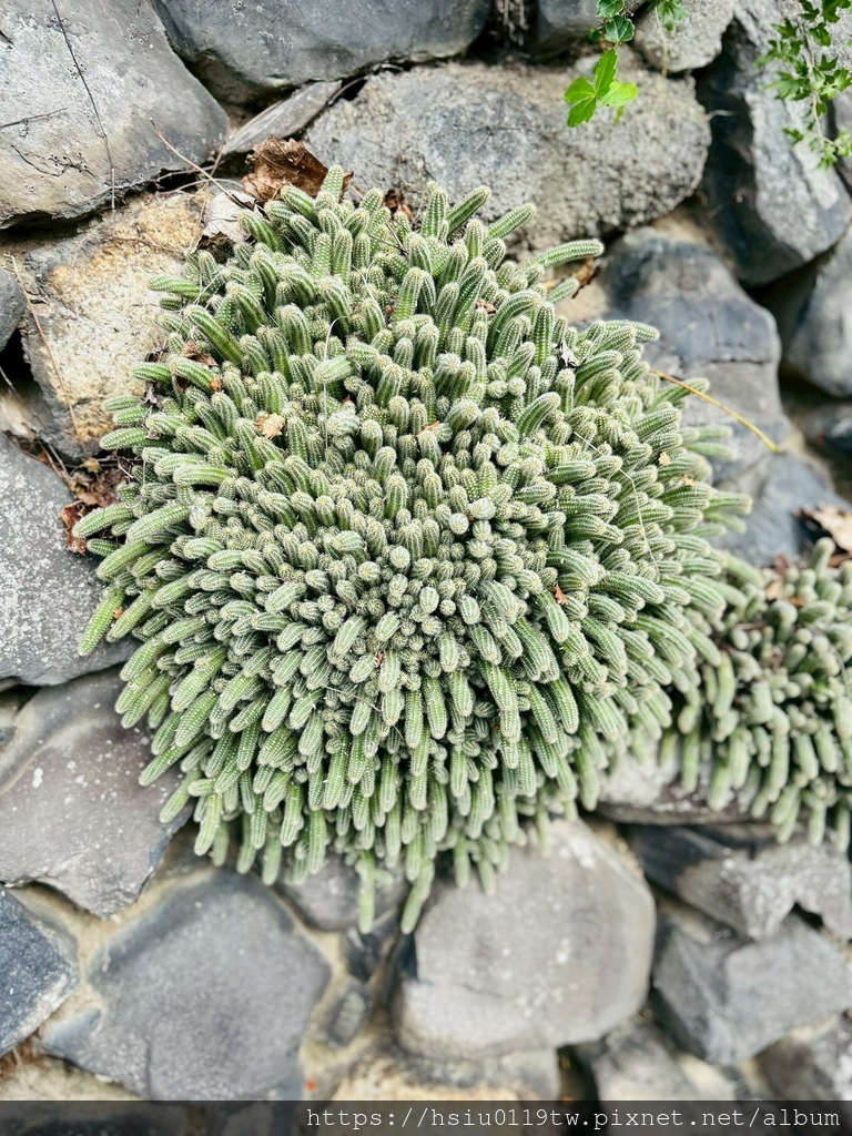 LINE_ALBUM_20251011男木島女木島_251027_117.jpg LINE_ALBUM_20251011男木島女木島_251027_117.jpg