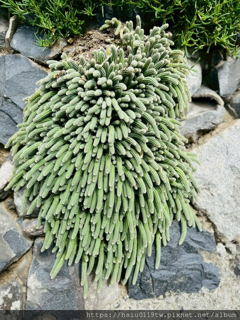 LINE_ALBUM_20251011男木島女木島_251027_120.jpg LINE_ALBUM_20251011男木島女木島_251027_120.jpg