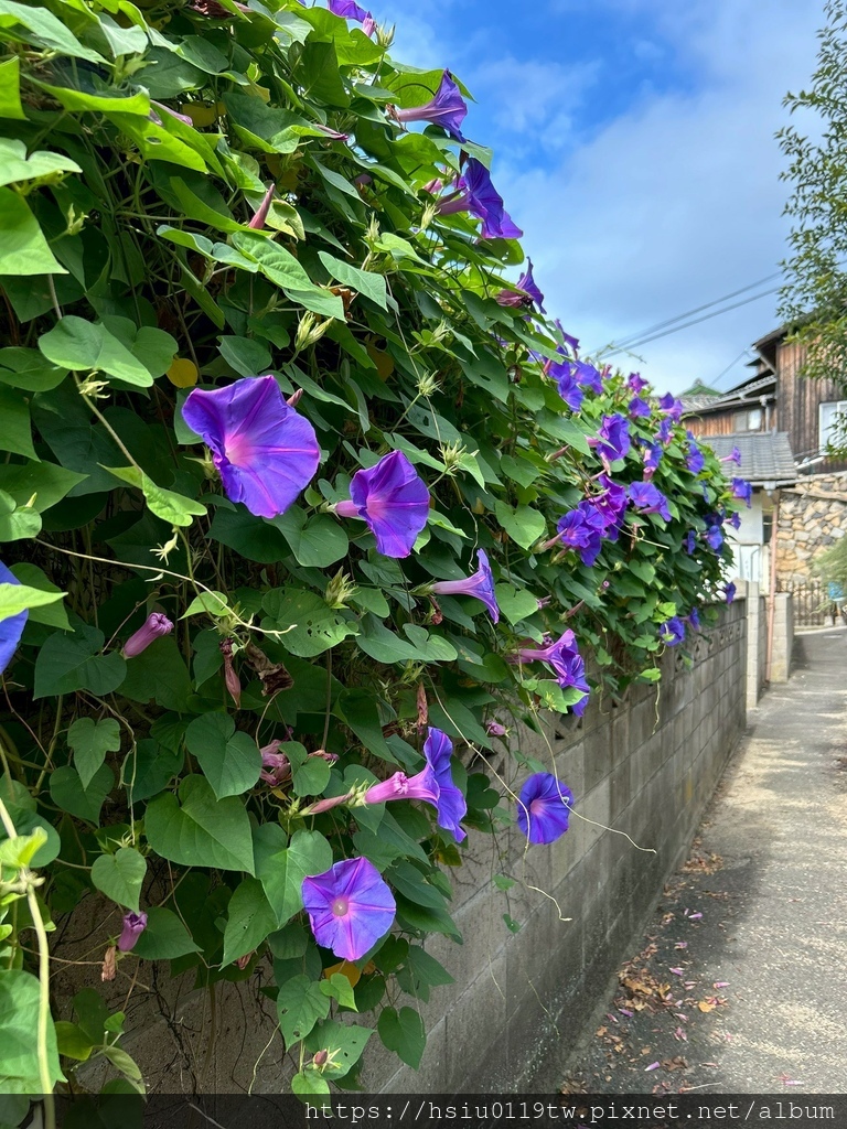 LINE_ALBUM_20251011男木島女木島_251027_136.jpg LINE_ALBUM_20251011男木島女木島_251027_136.jpg