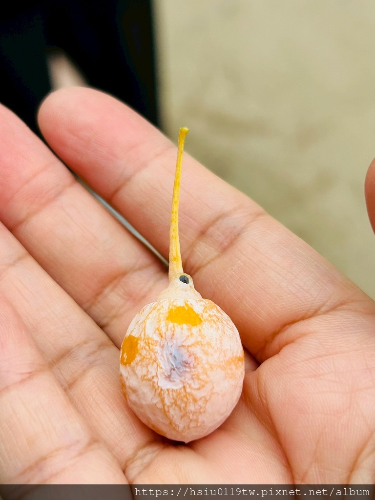 LINE_ALBUM_20251011男木島女木島_251027_163.jpg LINE_ALBUM_20251011男木島女木島_251027_163.jpg