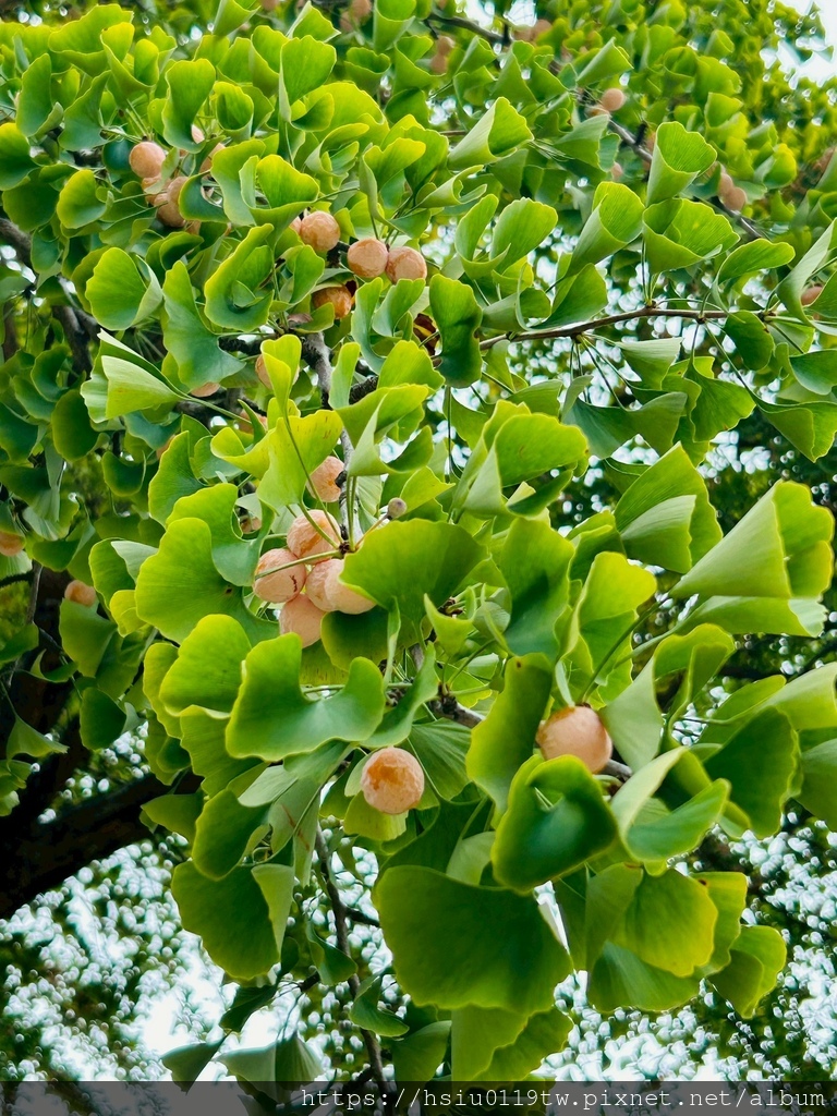 LINE_ALBUM_20251011男木島女木島_251027_157.jpg LINE_ALBUM_20251011男木島女木島_251027_157.jpg