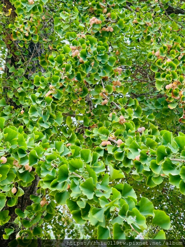 LINE_ALBUM_20251011男木島女木島_251027_162.jpg LINE_ALBUM_20251011男木島女木島_251027_162.jpg