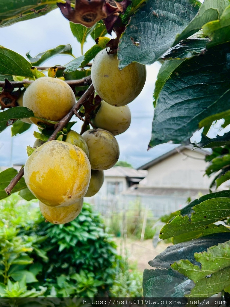 LINE_ALBUM_20251011男木島女木島_251027_170.jpg LINE_ALBUM_20251011男木島女木島_251027_170.jpg