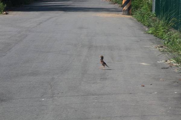 走過馬路的鳥兒