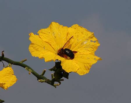 傳授花粉