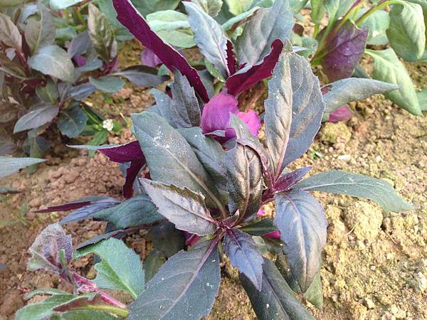 紅鳳菜