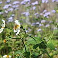 大花咸豐草和蜜蜂