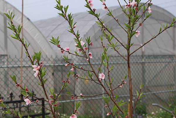 綠葉伴桃花