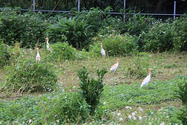 除草中果園黃頭鷺