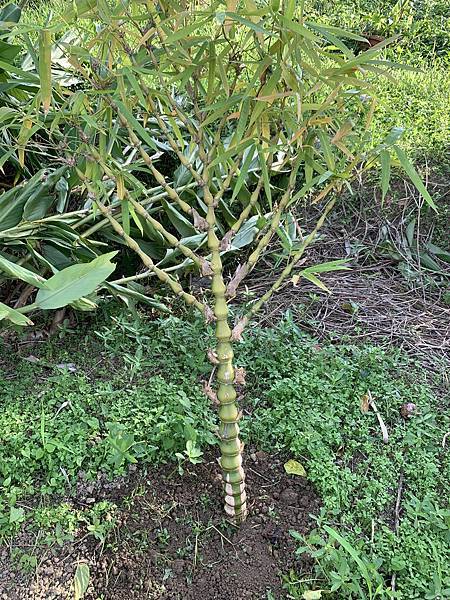 種下一棵葫蘆竹