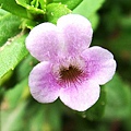 紅花紫蘇(花)121.jpg