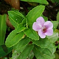 紅花紫蘇(花)697.jpg