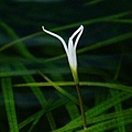 中簀藻(花)589.jpg