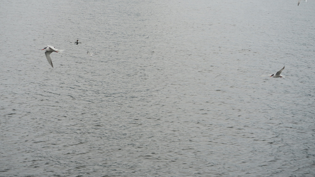 IMG_1281燕鷗 要上船.JPG