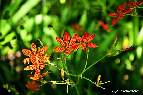 射干 唸作ㄧㄝˋ干 不是ㄕㄜˋ干 卑南文化公園七月賞花之一 台東茂仁秋菊阿嬤的庭園廚房 痞客邦