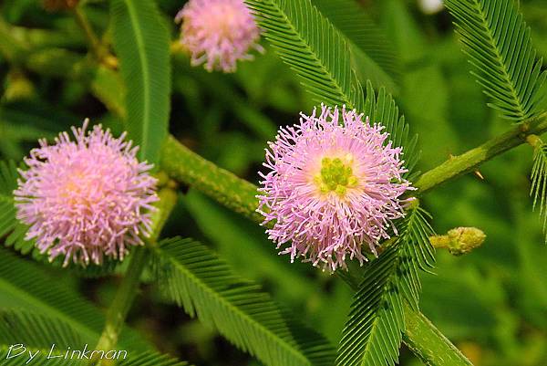 台灣的入侵種生物 17東門6118自然實驗記錄 台灣的入侵種生物 17東門6118自然實驗記錄