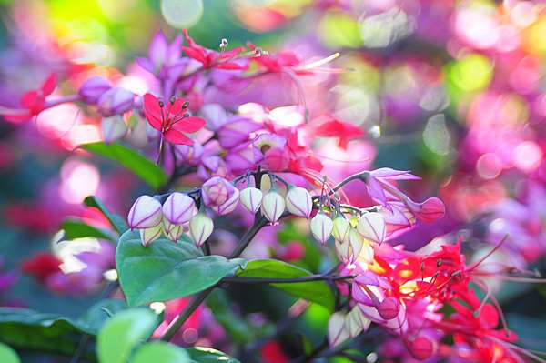 紅萼龍吐珠花開瑰麗又浪漫 台東茂仁秋菊阿嬤的庭園廚房 痞客邦