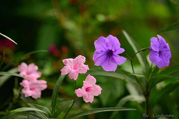 粉紅翠蘆莉 台東茂仁秋菊阿嬤的庭園廚房 痞客邦