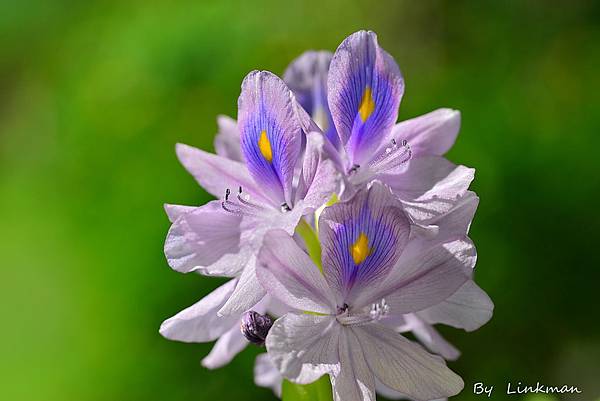 布袋蓮和他的三段花開縮時攝影 台東茂仁秋菊阿嬤的庭園廚房 痞客邦