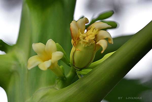木瓜的公花母花和兩性花同框比較 台東茂仁秋菊阿嬤的庭園廚房 痞客邦 木瓜的公花母花和兩性花同框比較 台東茂仁秋菊阿嬤的庭園廚房 痞客邦
