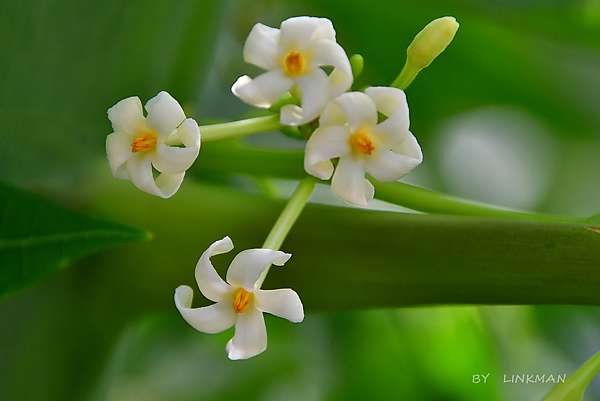 木瓜的公花母花和兩性花同框比較 台東茂仁秋菊阿嬤的庭園廚房 痞客邦 木瓜的公花母花和兩性花同框比較 台東茂仁秋菊阿嬤的庭園廚房 痞客邦