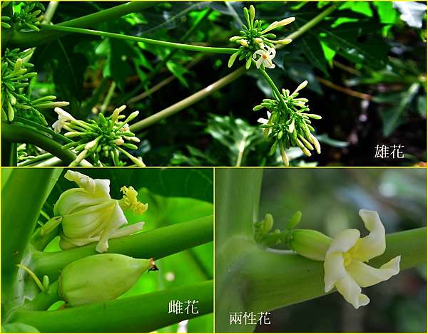 木瓜的公花母花和兩性花同框比較 台東茂仁秋菊阿嬤的庭園廚房 痞客邦 木瓜的公花母花和兩性花同框比較 台東茂仁秋菊阿嬤的庭園廚房 痞客邦