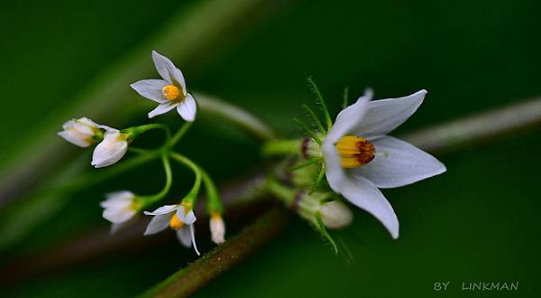龍葵與雙花龍葵同框比較 台東茂仁秋菊阿嬤的庭園廚房 痞客邦