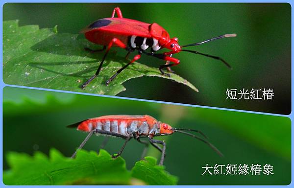 愛吃小蝸牛的短光紅椿 台東茂仁秋菊阿嬤的庭園廚房 痞客邦 愛吃小蝸牛的短光紅椿 台東茂仁秋菊阿嬤的庭園廚房 痞客邦