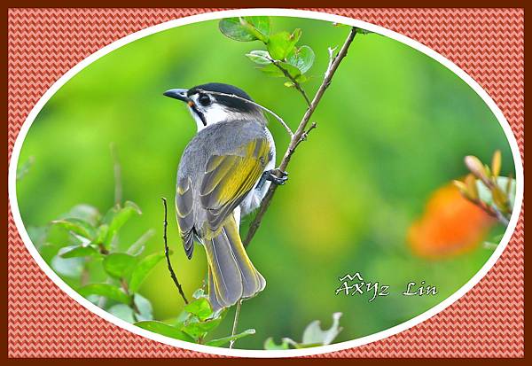 _DSC4154-7-1.JPG _DSC4154-7-1.JPG