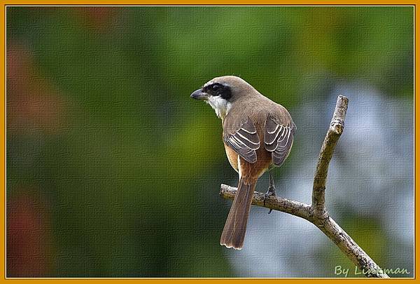 _DSC4203-6.jpg _DSC4203-6.jpg