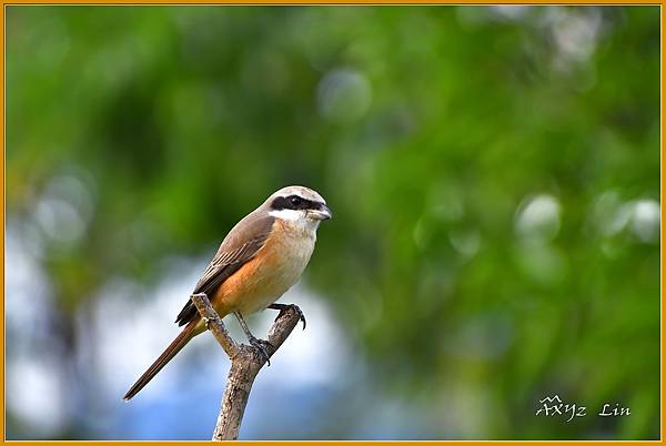 _DSC4209-A.JPG _DSC4209-A.JPG