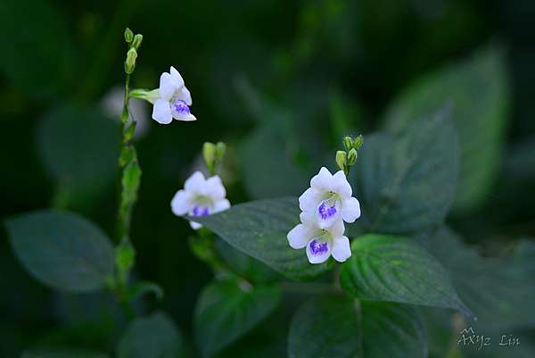 又名小花十萬錯的小花寬葉馬偕花 台東茂仁秋菊阿嬤的庭園廚房 痞客邦