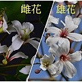 桐花雌雄4.jpg