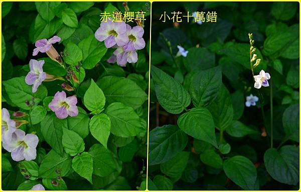 馬偕花8.jpg