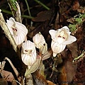 一葉罈花蘭 北橫.jpg