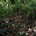 小唇蘭 陽明山國家公園 面天山.jpg