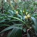 台灣根節蘭 木柵 猴山岳.jpg
