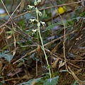 玉蜂蘭 三山國家風景區 獅頭山(1).jpg