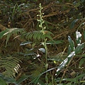 玉蜂蘭 三山國家風景區 獅頭山(2).jpg