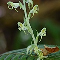 玉蜂蘭 三山國家風景區 獅頭山.jpg