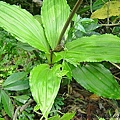 羊耳草 石碇(1).jpg